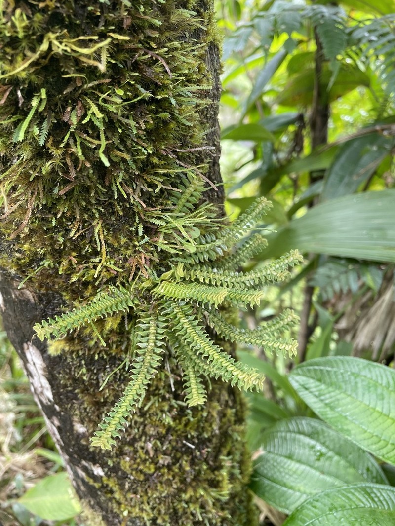Arboreal Leafystem Orchid photo 2