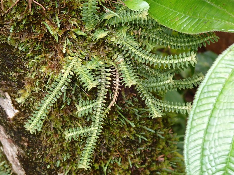 Arboreal Leafystem Orchid photo 3