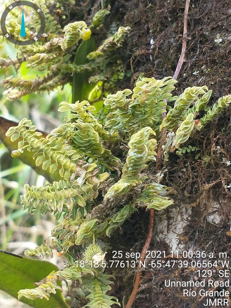 Arboreal Leafystem Orchid photo 4