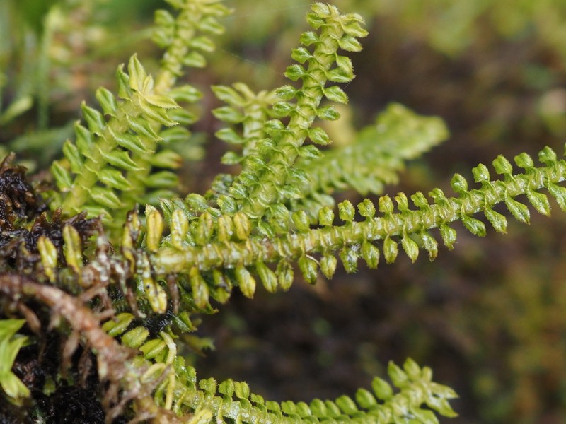 Arboreal Leafystem Orchid photo 5