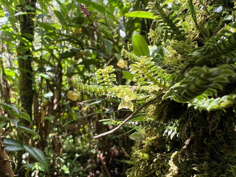 Arboreal Leafystem Orchid photo 6