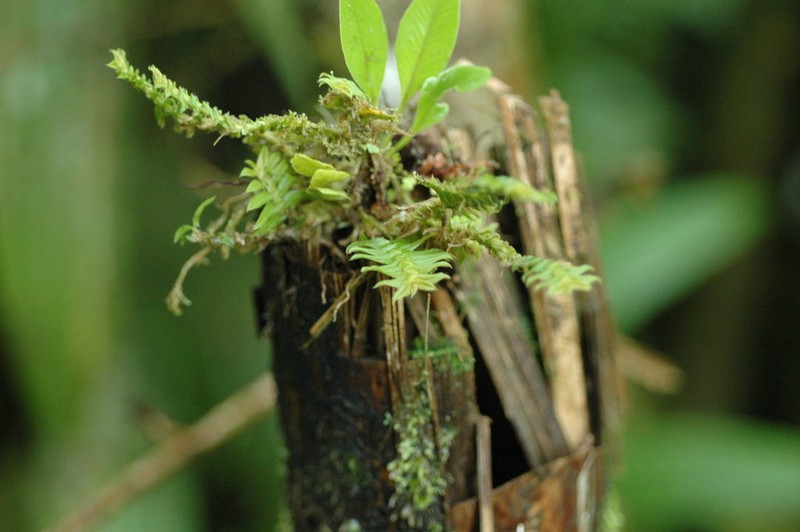 Arboreal Leafystem Orchid photo 7