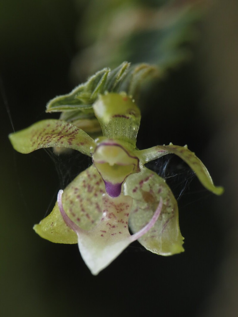 Arboreal Leafystem Orchid photo 8