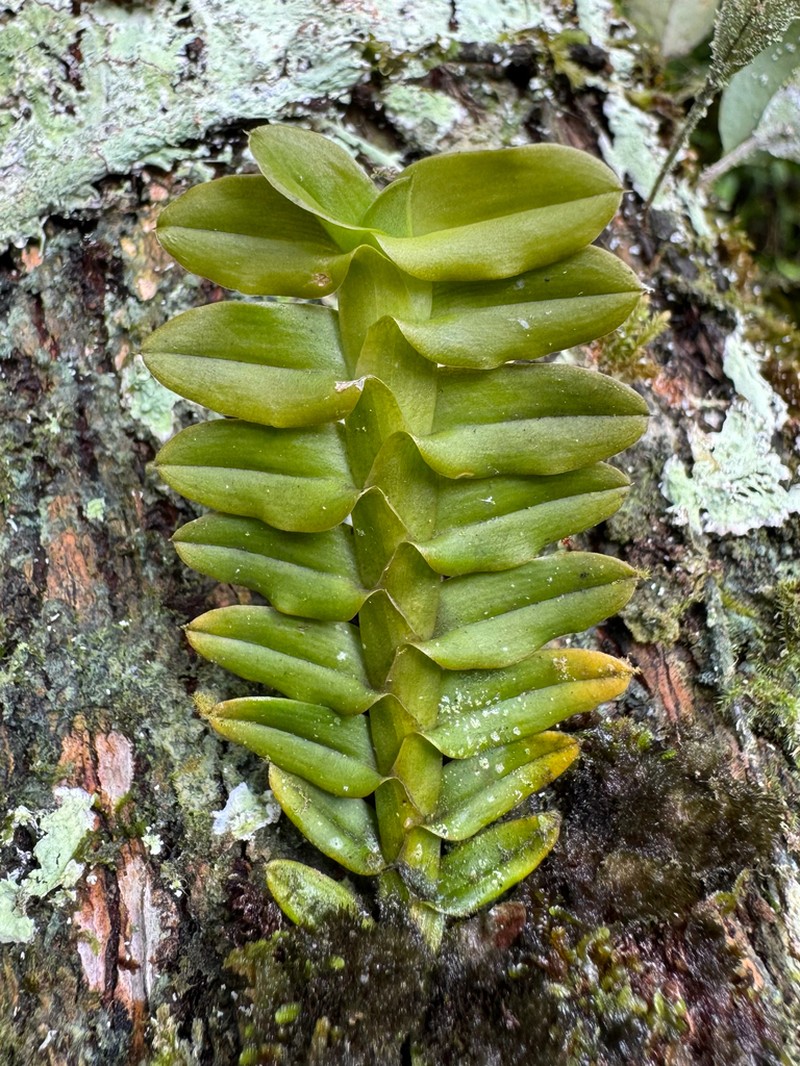 Mountain Leafystem Orchid