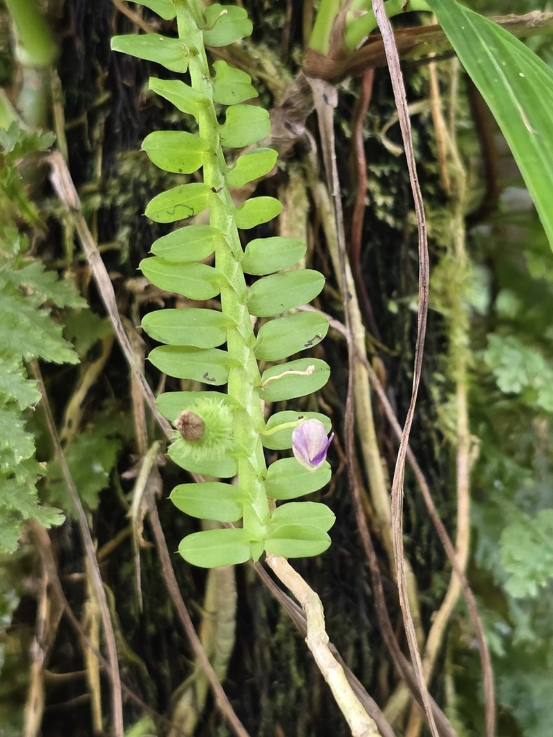 Mountain Leafystem Orchid photo 2
