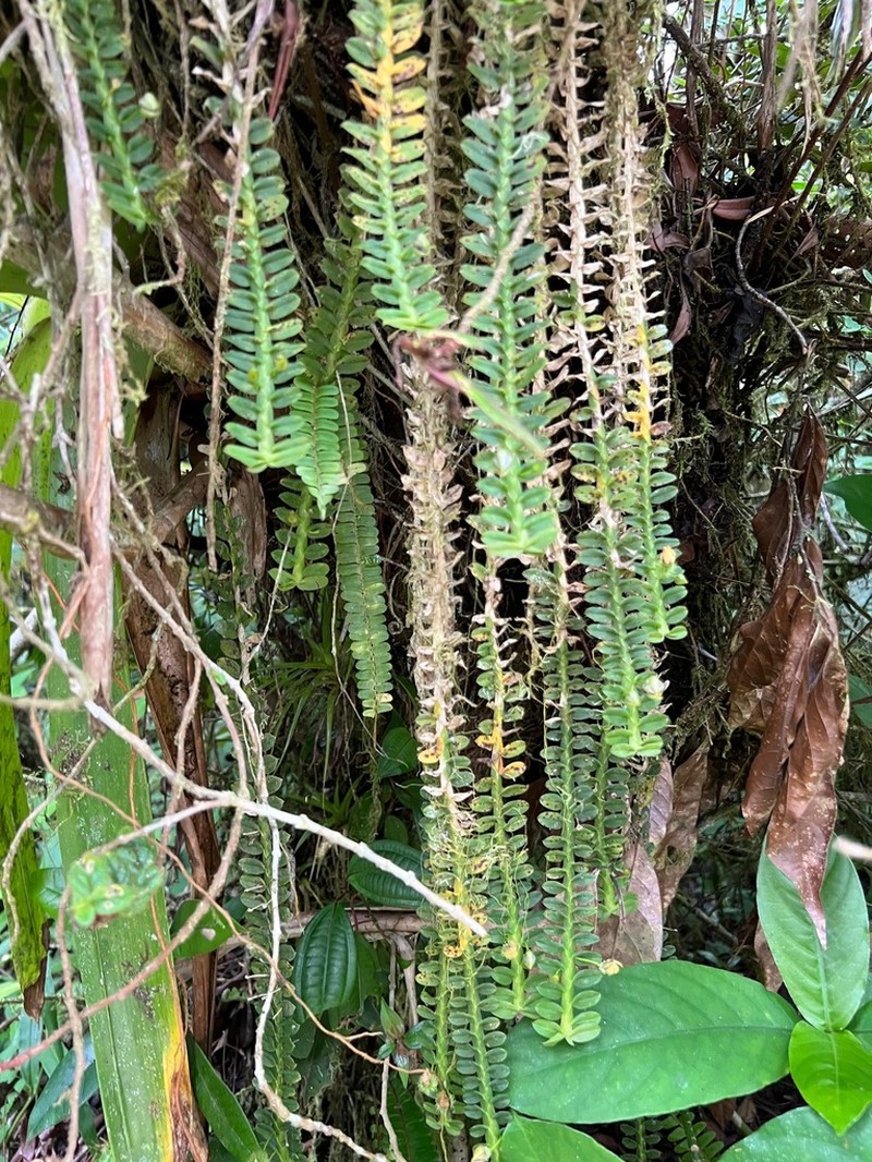 Mountain Leafystem Orchid photo 3