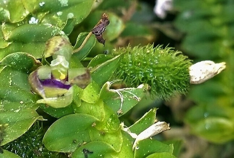 Mountain Leafystem Orchid photo 4