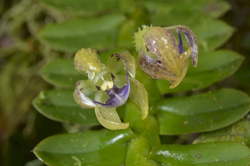 Mountain Leafystem Orchid photo 5