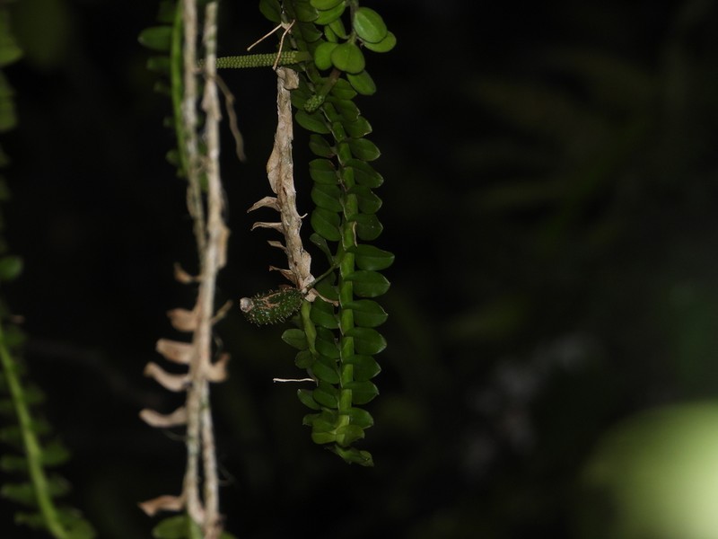 Mountain Leafystem Orchid photo 6
