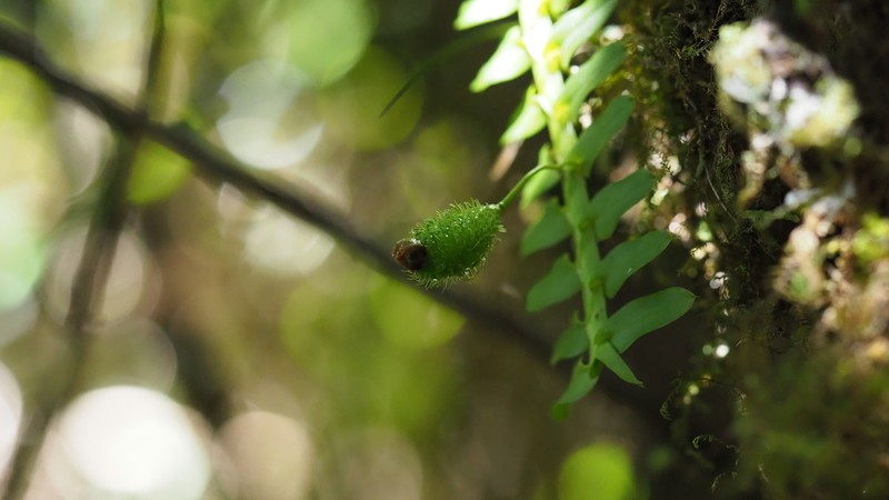 Mountain Leafystem Orchid photo 7
