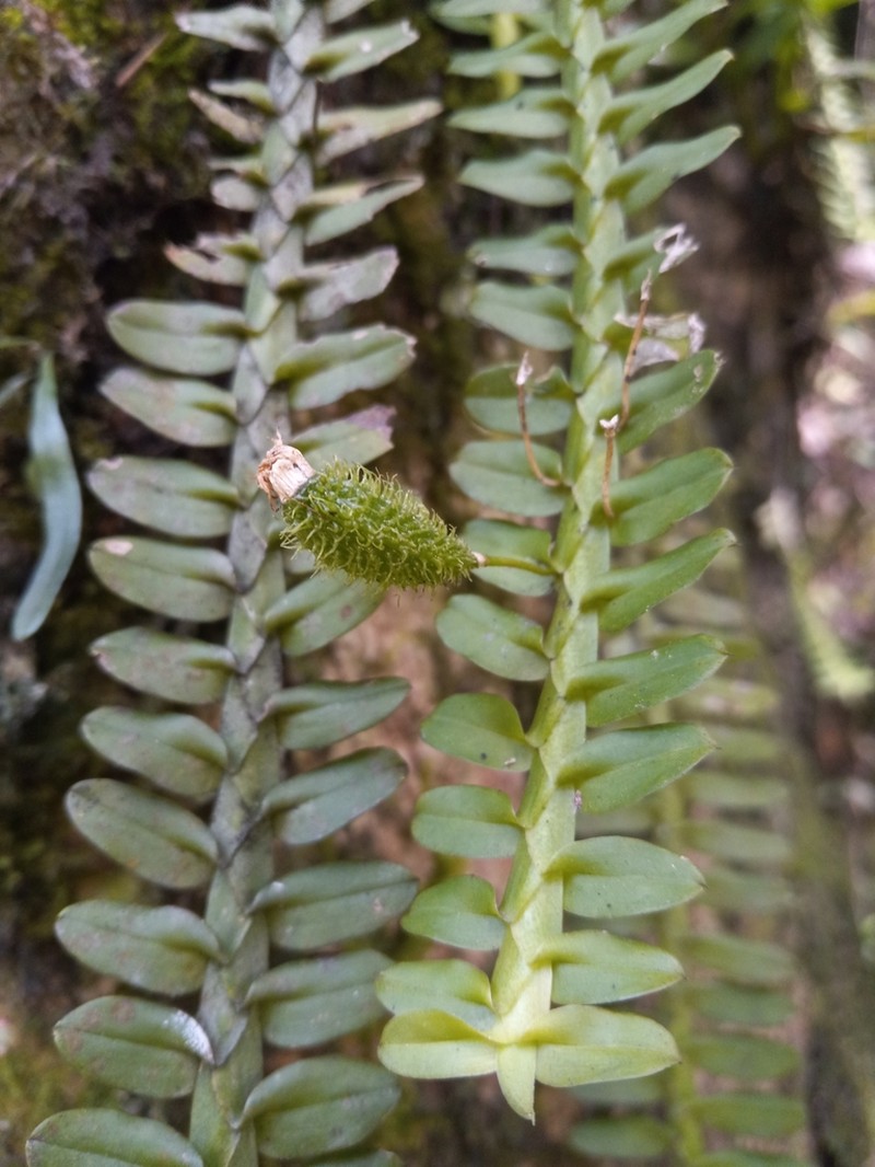 Mountain Leafystem Orchid photo 8