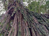 Swartz's Leafystem Orchid