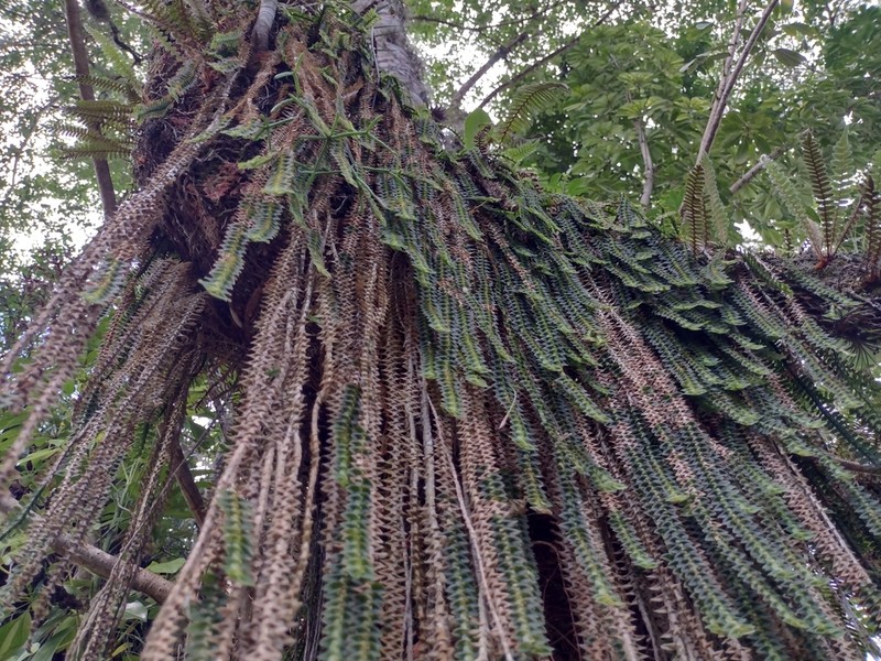 Swartz's Leafystem Orchid