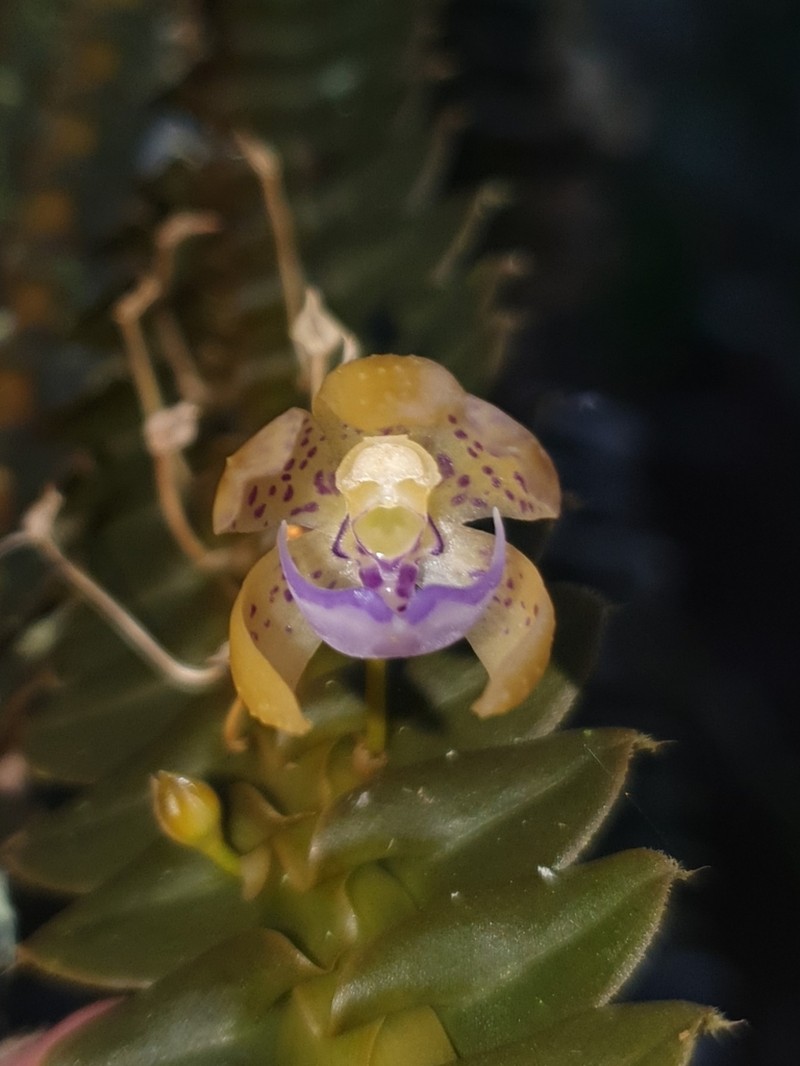 Swartz's Leafystem Orchid photo 2