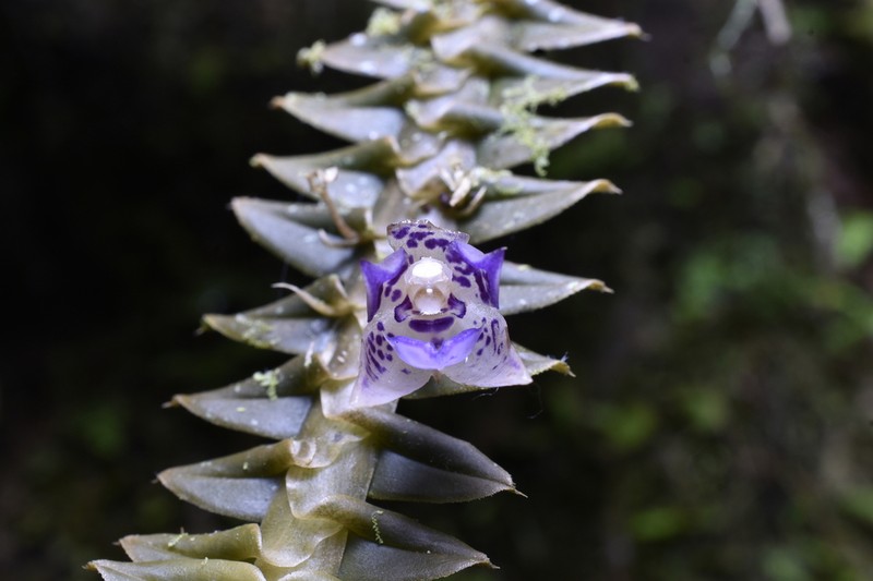 Swartz's Leafystem Orchid photo 3