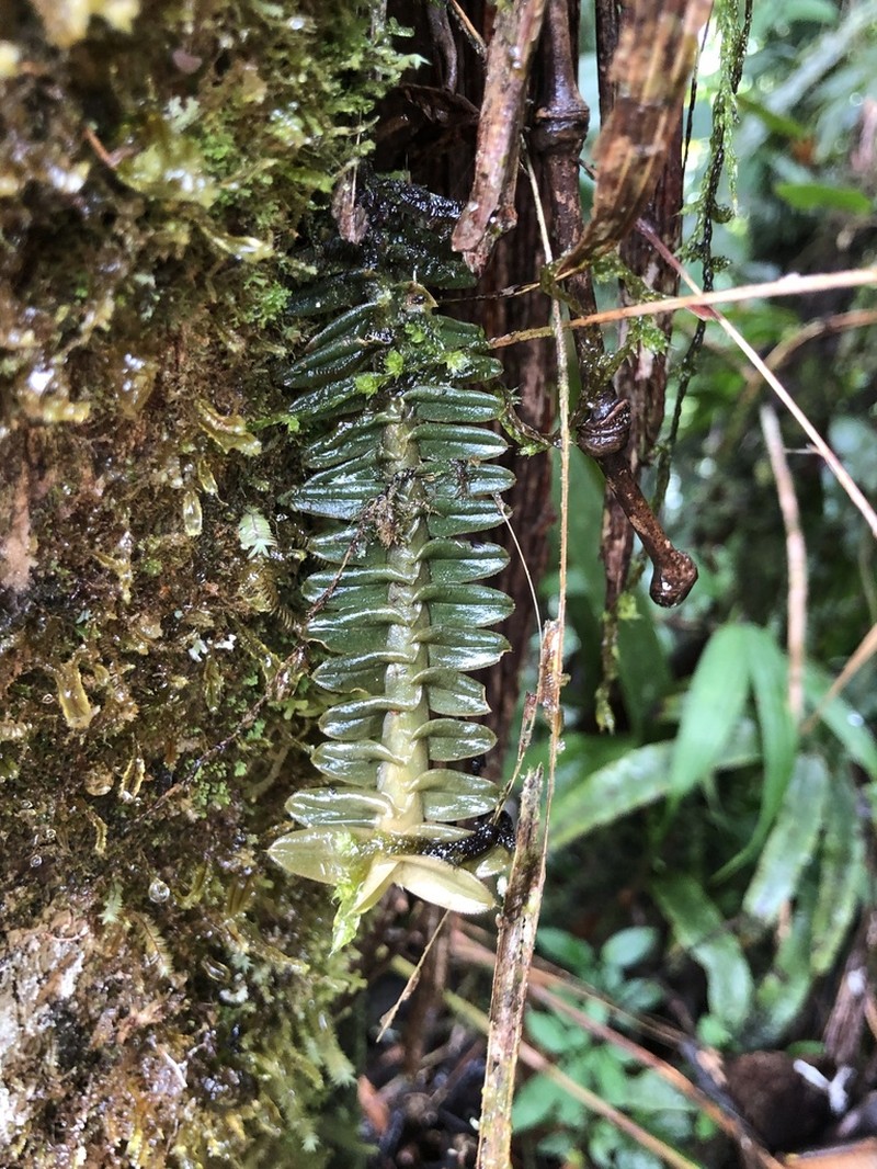 Swartz's Leafystem Orchid photo 4