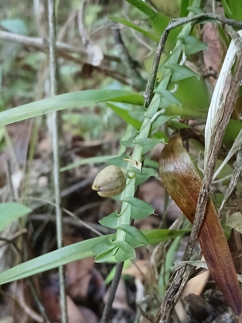 Swartz's Leafystem Orchid photo 5