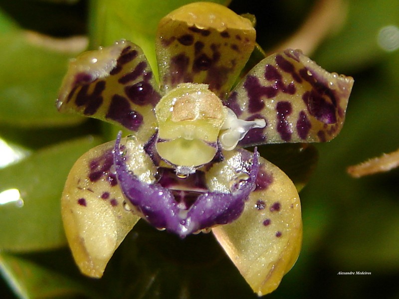Swartz's Leafystem Orchid photo 6
