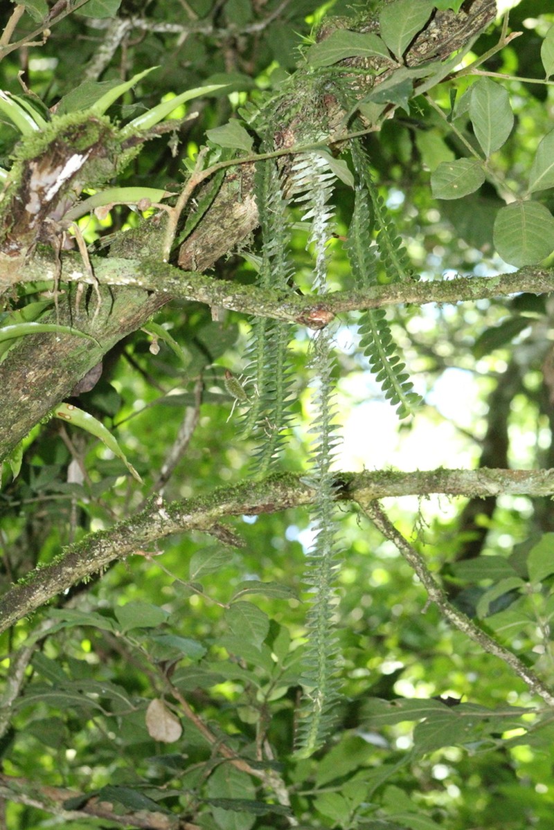Swartz's Leafystem Orchid photo 7