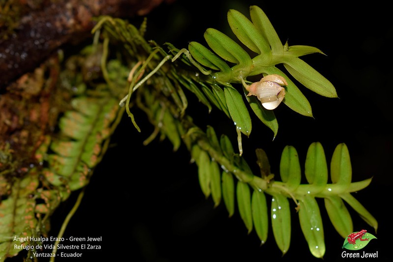 Swartz's Leafystem Orchid photo 8