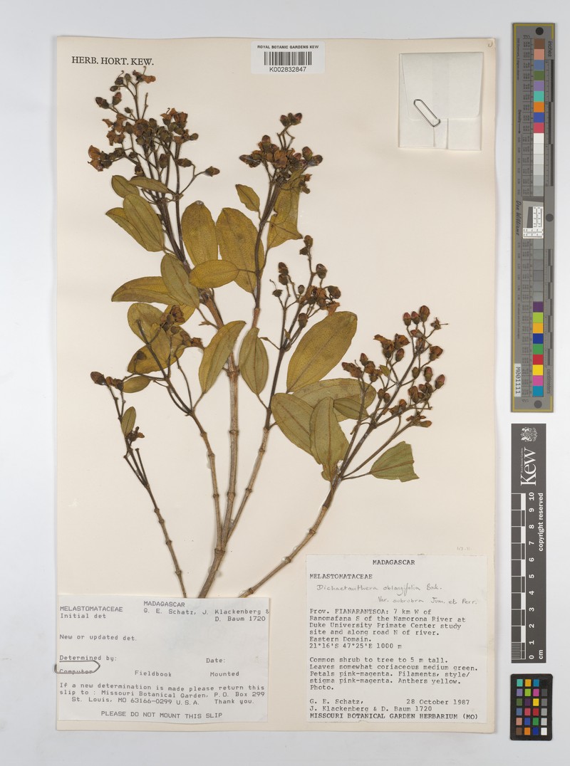 Dichaetanthera oblongifolia var. subrubra