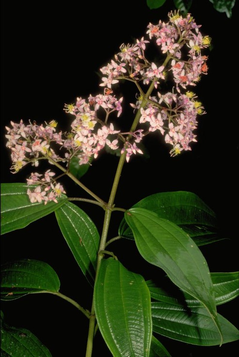 Dichaetanthera schatzii