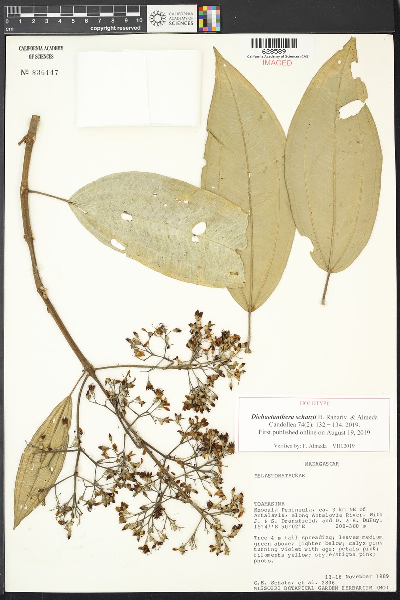 Dichaetanthera schatzii photo 2