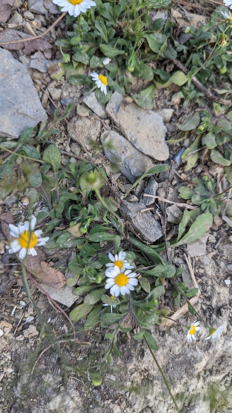 Plainsdaisy