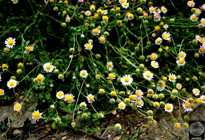 Plainsdaisy photo 2