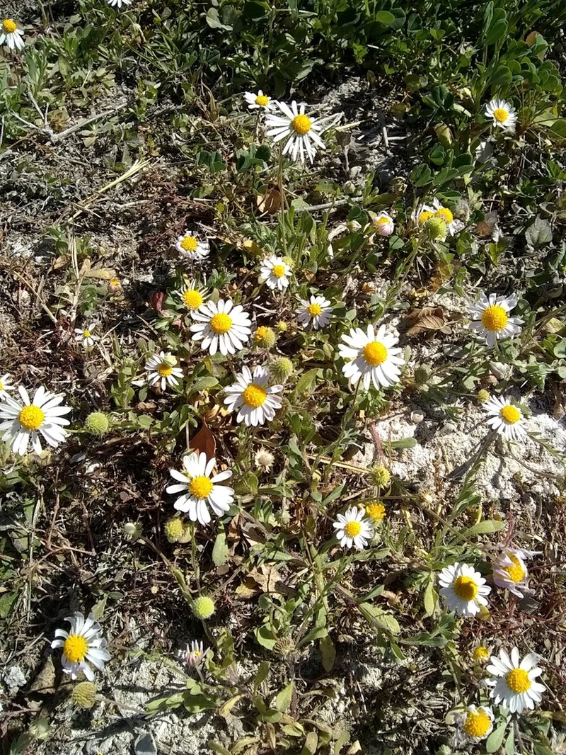 Plainsdaisy photo 3