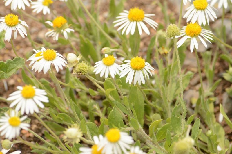 Plainsdaisy photo 4
