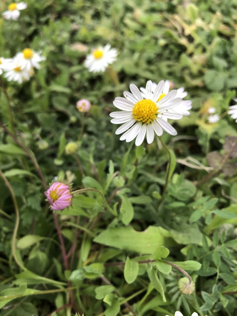 Plainsdaisy photo 5