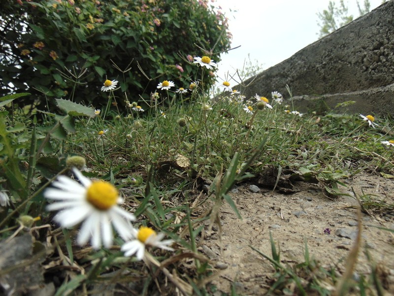 Plainsdaisy photo 6