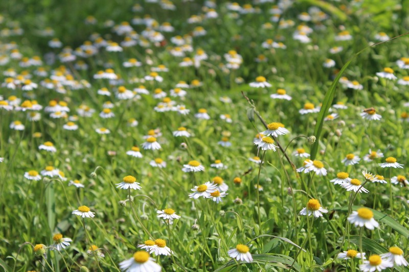 Plainsdaisy photo 7
