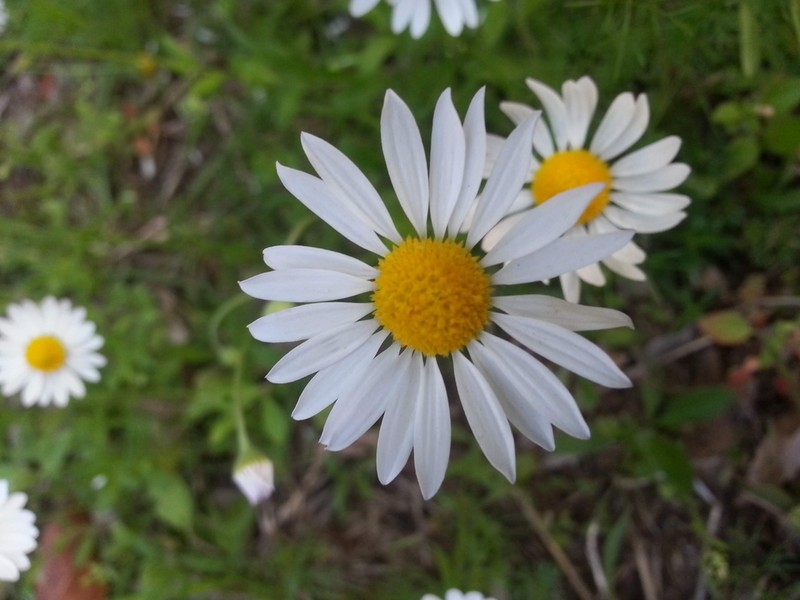 Plainsdaisy photo 8