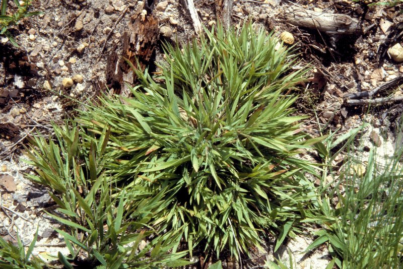Needleleaf Rosette Grass