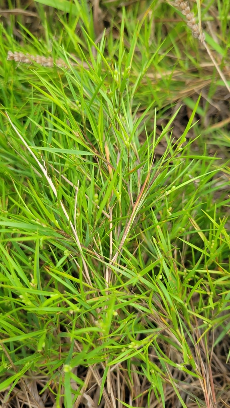 Needleleaf Rosette Grass photo 2