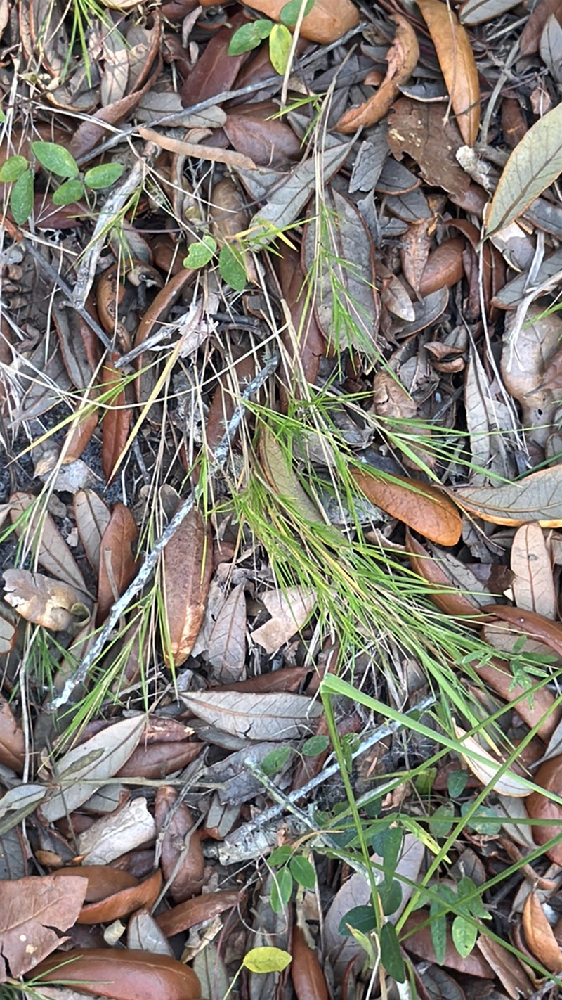 Needleleaf Rosette Grass photo 3