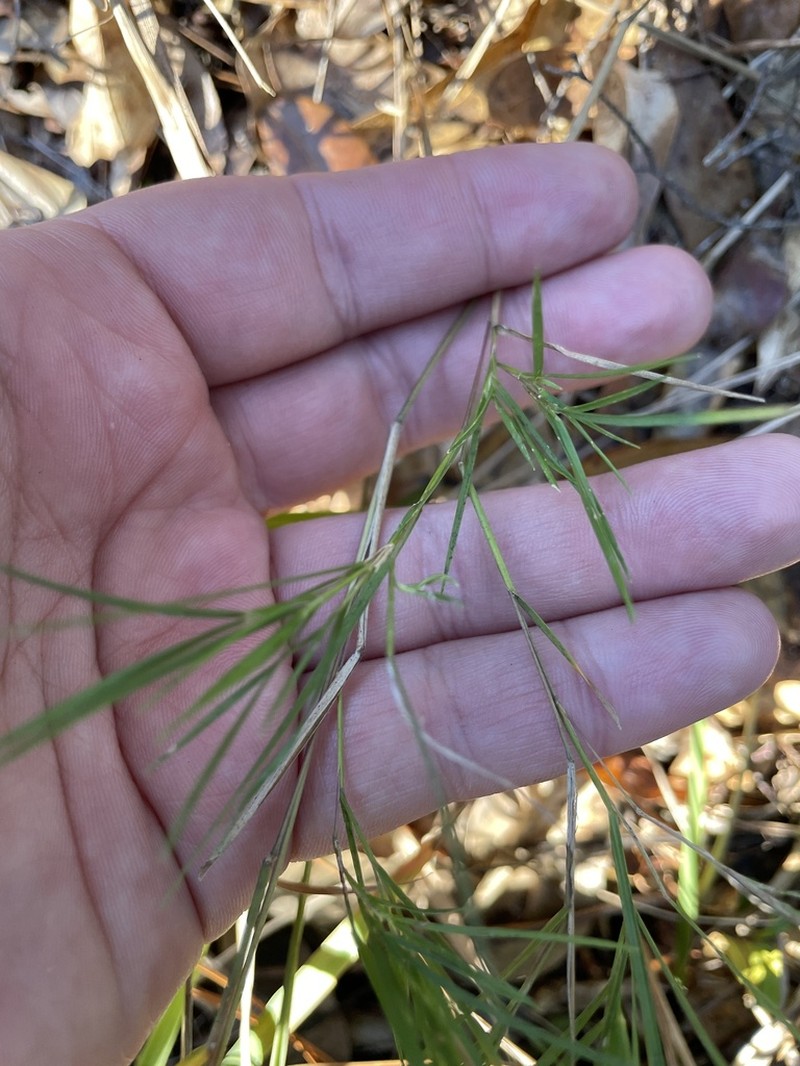 Needleleaf Rosette Grass photo 4