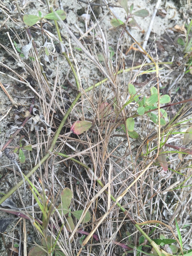 Needleleaf Rosette Grass photo 5
