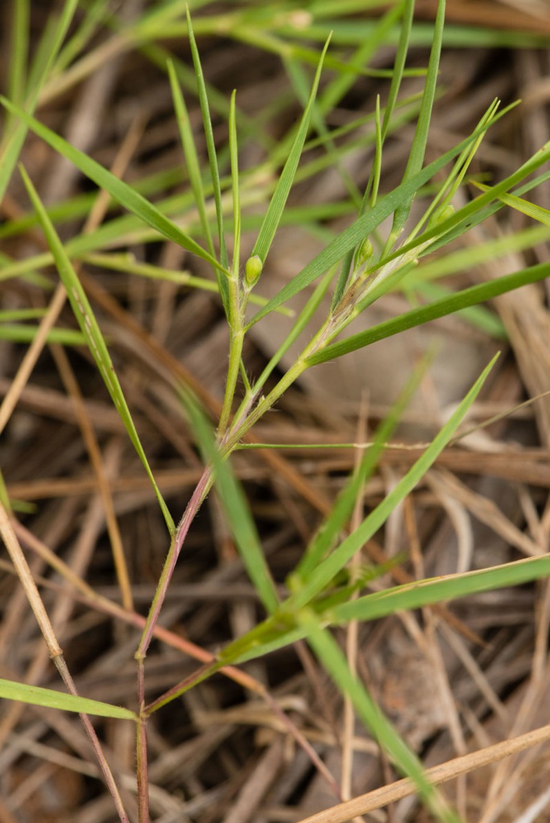 Needleleaf Rosette Grass photo 6