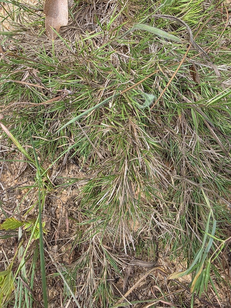 Needleleaf Rosette Grass photo 7