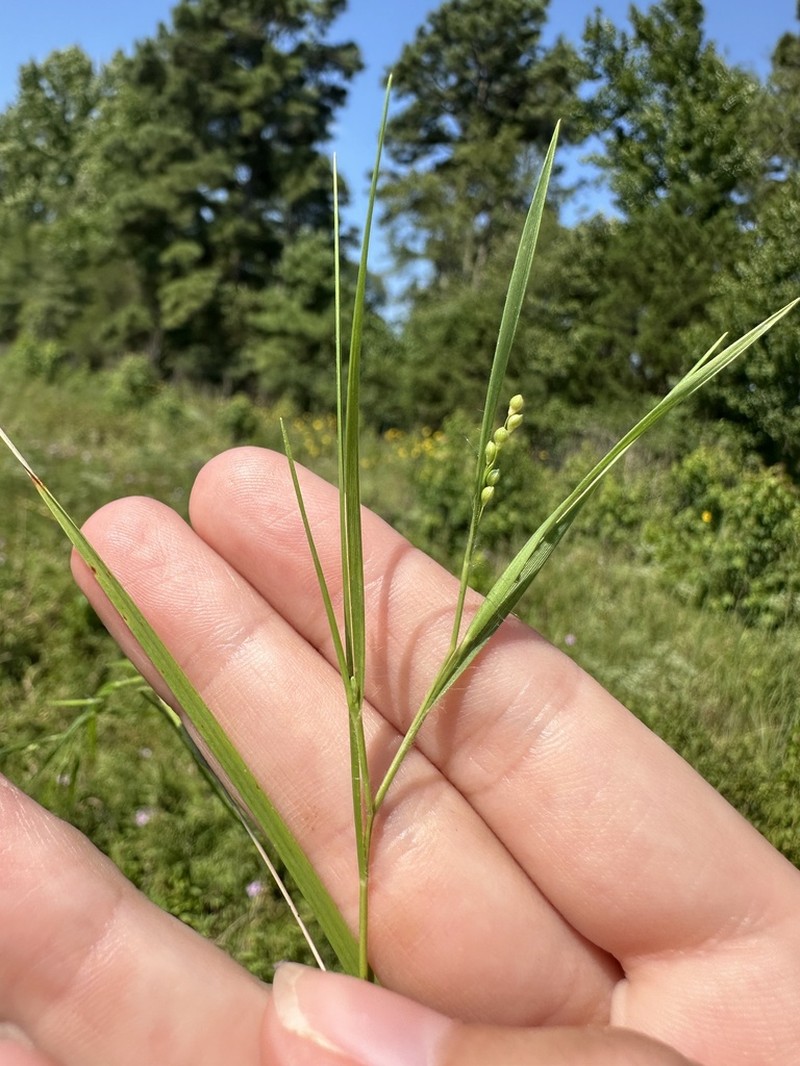 Needleleaf Rosette Grass photo 8