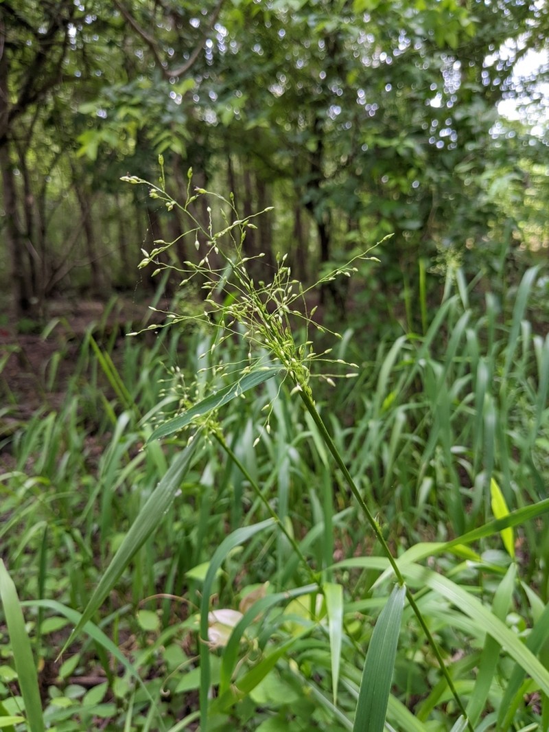 Dichanthelium aculeatum
