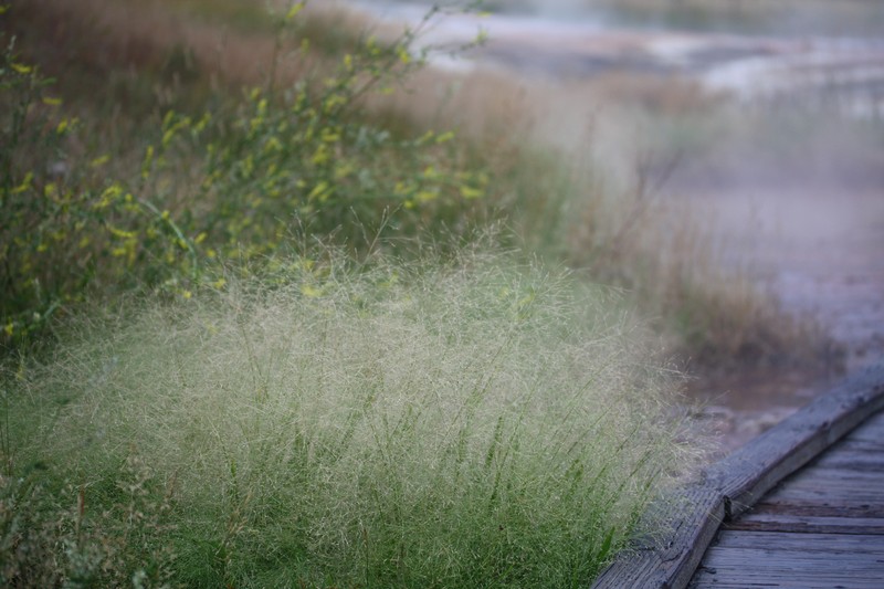 Tapered Rosette Grass