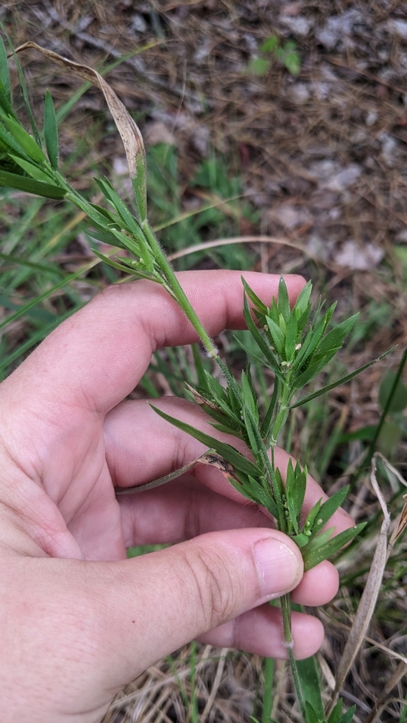 Tapered Rosette Grass