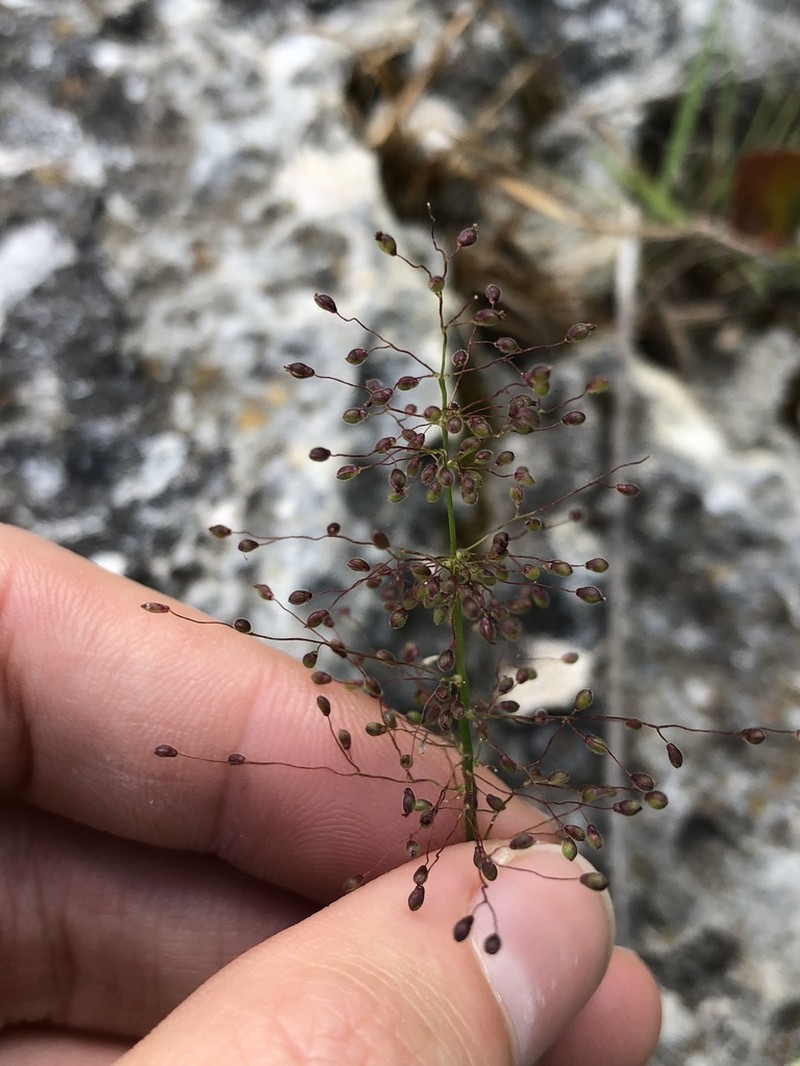 Tapered Rosette Grass photo 2