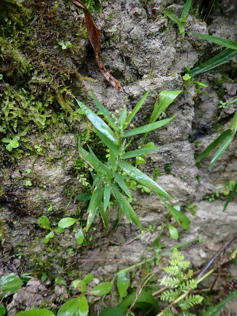 Tapered Rosette Grass photo 3