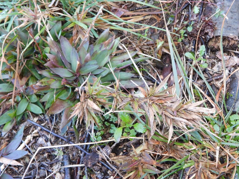 Tapered Rosette Grass photo 4