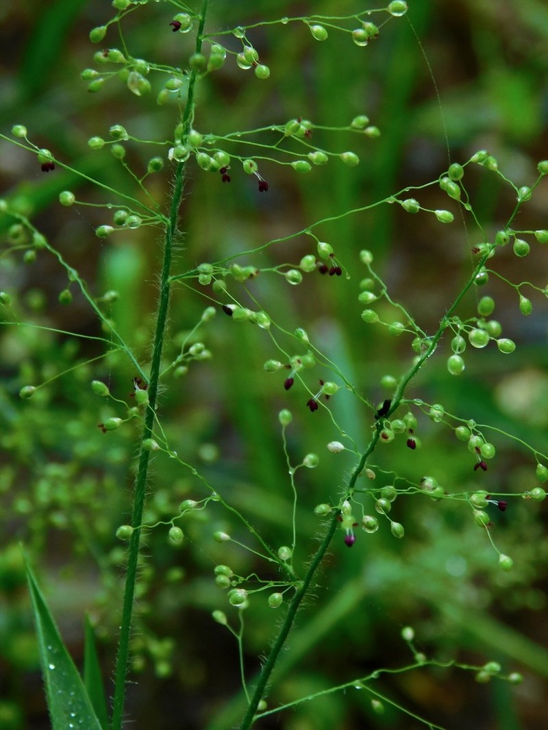 Tapered Rosette Grass photo 5
